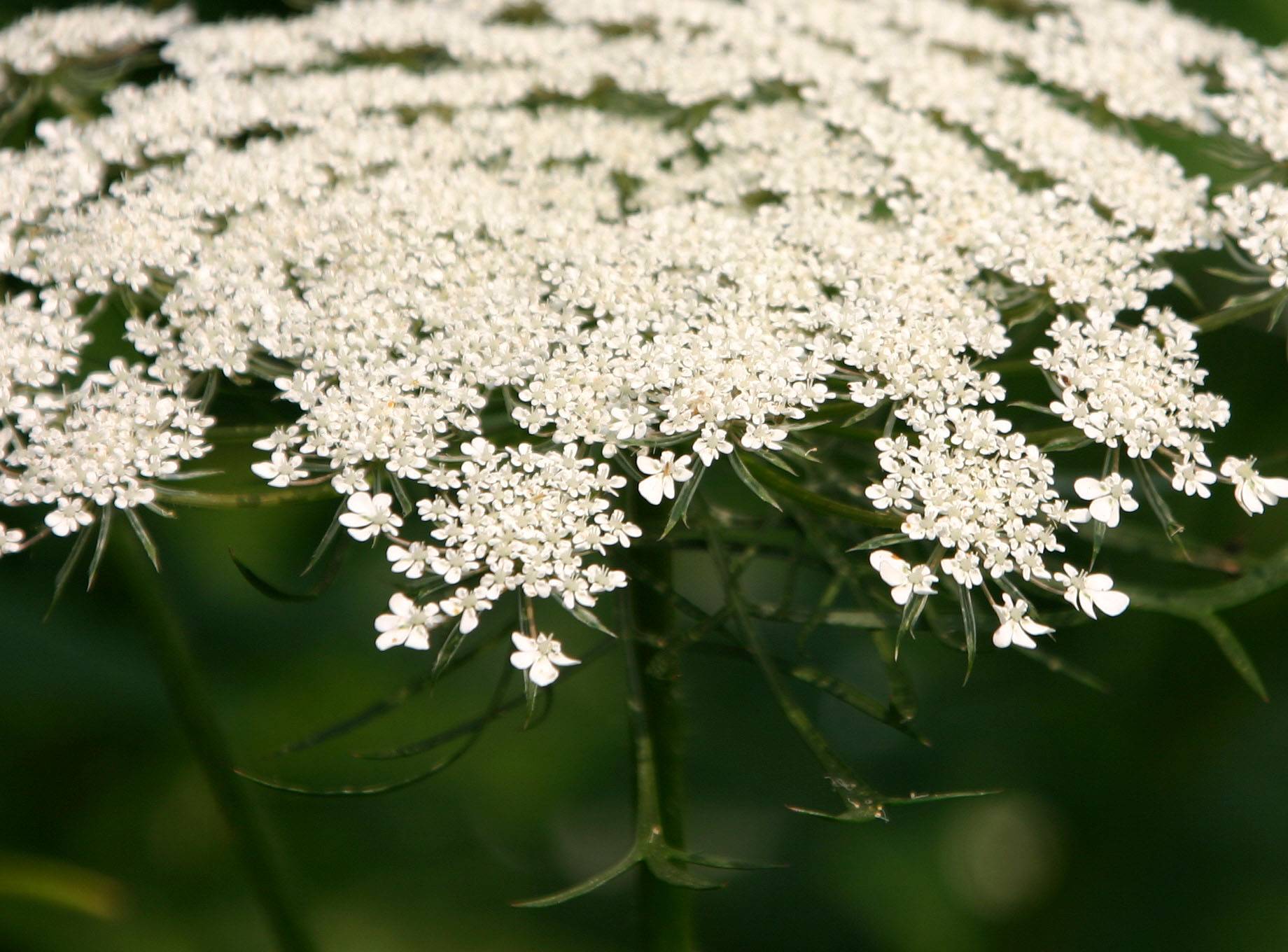 Queen Anns Lace