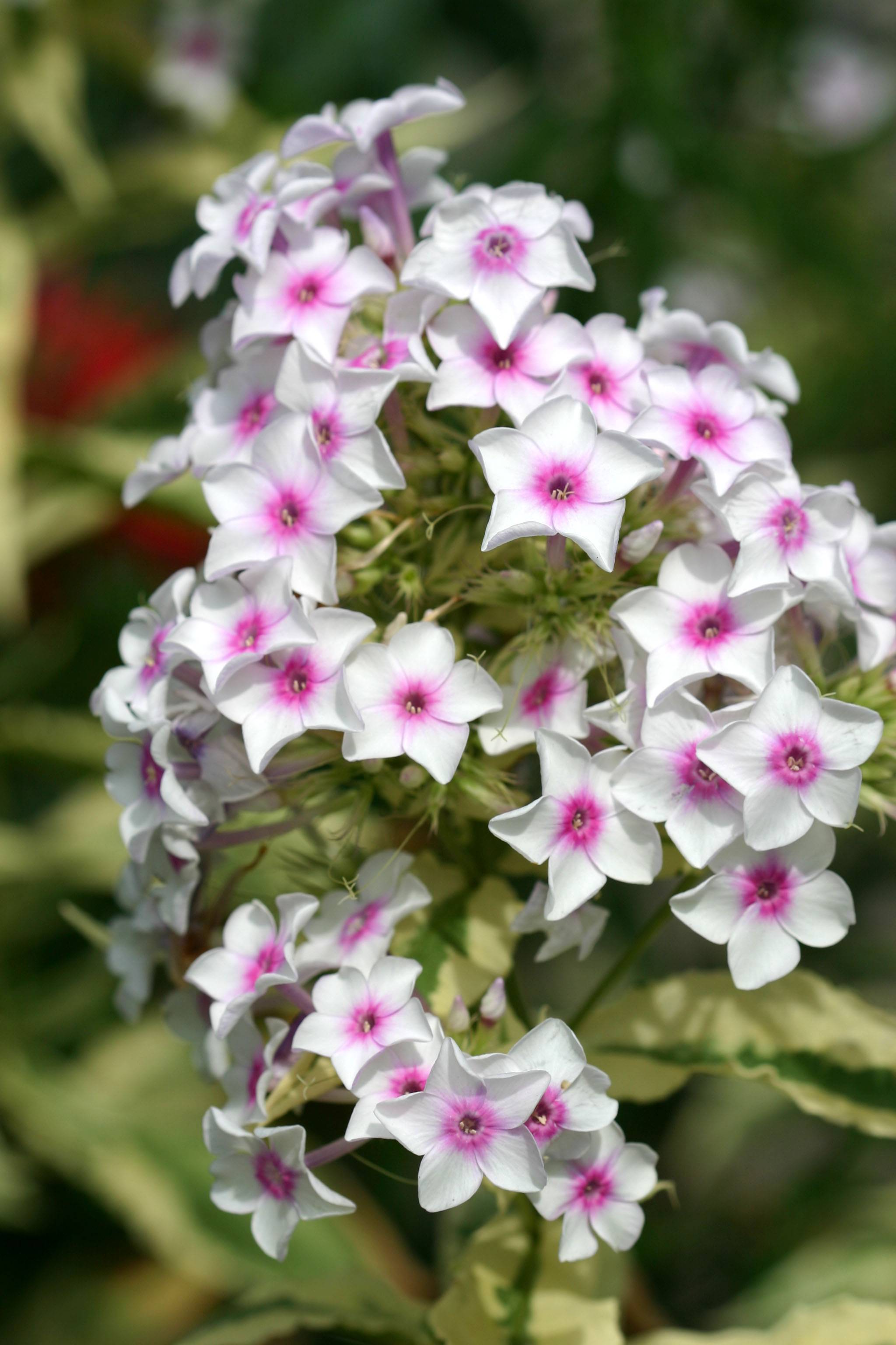 Phlox