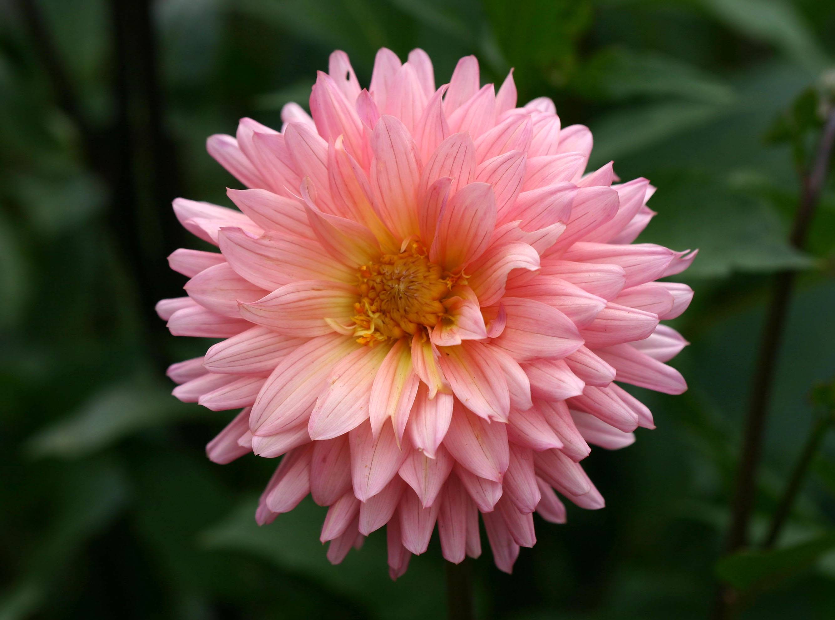 Dahlia - Coral Rose