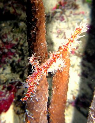 u35/hman/medium/32309173.ghostpipefish_resize.jpg