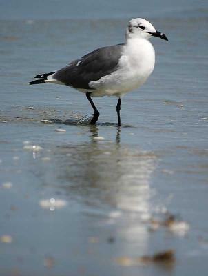 gull2.jpg