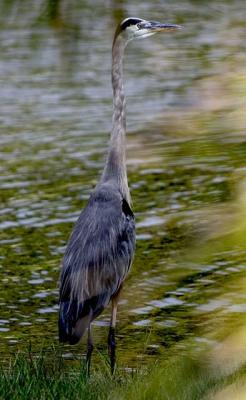 The Old Fisherman