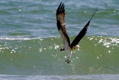 Low Flight