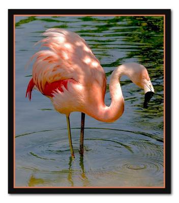 u35/hodad66/medium/31770868.flamingo2.jpg