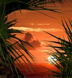 Crimson Palms