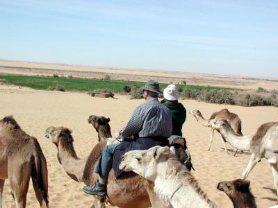 Kamelritt durch die Lybische Wste