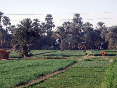 Auf dem Weg nach Edfu