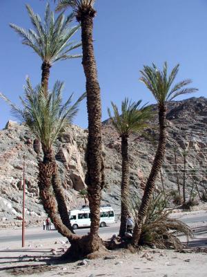 Sinai Gebirge und Oase