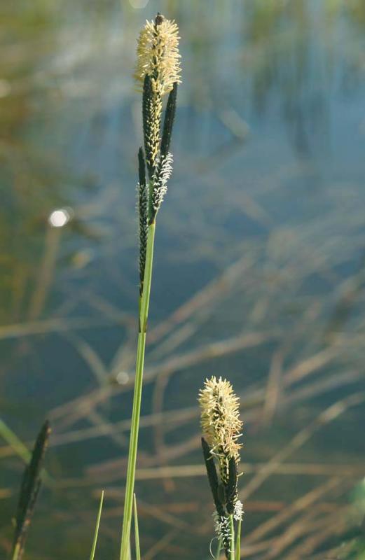 Carex-nigra.jpg
