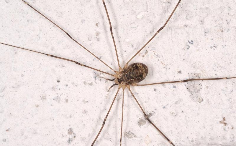  Leiobunum-sp .jpg
