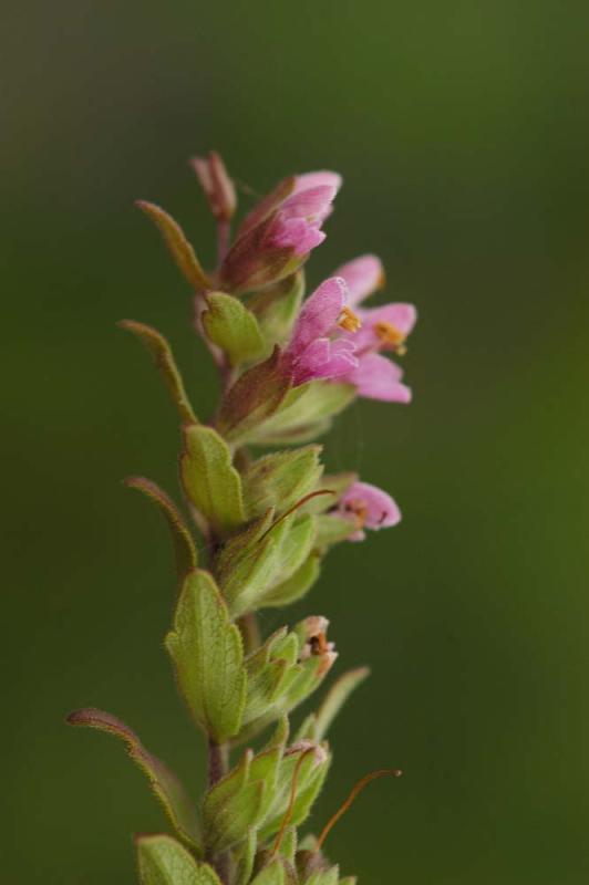 Odontites-vulgaris.jpg