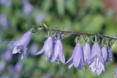 Campanula-rapunculoides.jpg