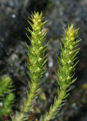 Selaginella-selaginoides.jpg