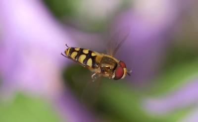 Syrphidae.jpg