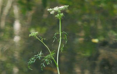 Peucedanum-palustre.jpg