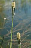 Carex-nigra.jpg