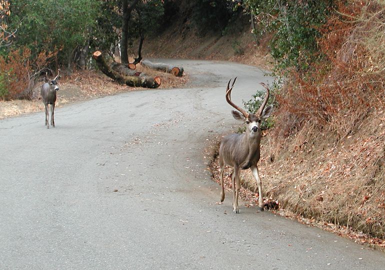 Two bucks