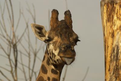 Giraffe-with-tongue.jpg
