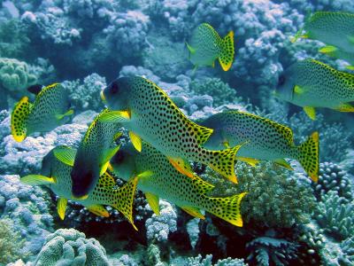 Black Spotted Sweetlips at the Shag Rock