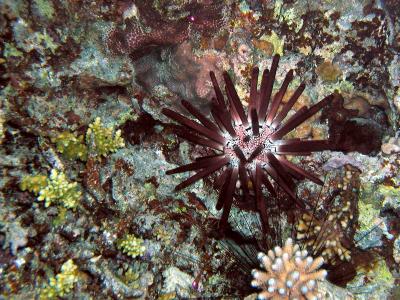 Slate Pencil Sea Urchin at Ras Kati