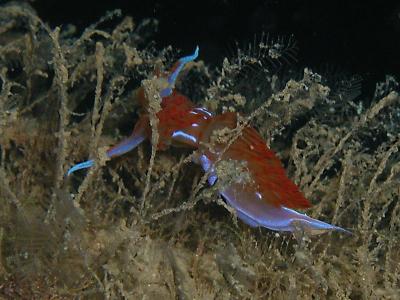 Dondice banyulensis