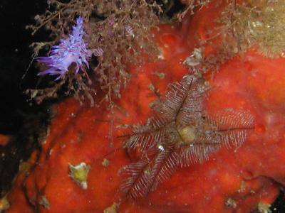 Flabellina Affinis and a Hidrozoa