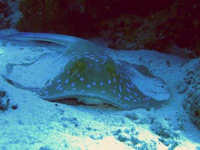 Blue Spotted Stingray at the Small Crack