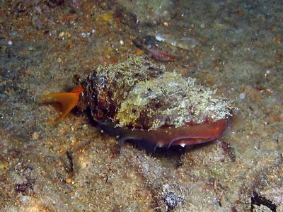 Cuttlefish eating a Fairy basslet