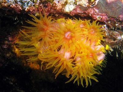 Dendrophyllia at the Thistlegorm