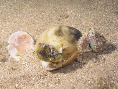 Octopus cf. marginatus