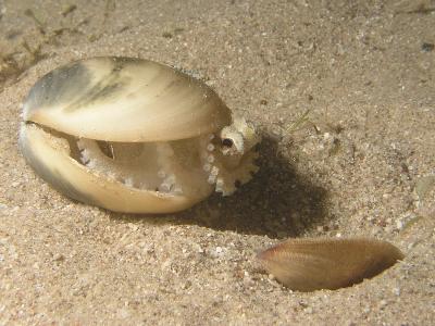 Octopus cf. marginatus