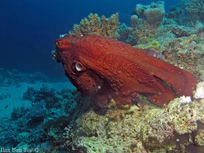 Octopus cyaneus