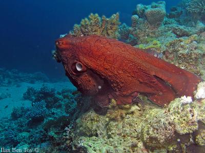 Octopus cyaneus