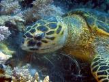 Hawksbill turtle eating soft corls - 10