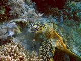 Hawksbill turtle eating soft corls - 11