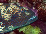 Red Sea Grouper at Shark Observatory Ras Muhamed