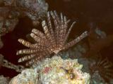 Feather Star at Ras Kati