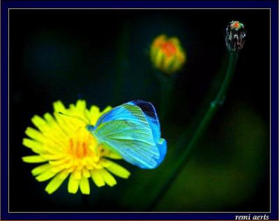 bleu butterfly