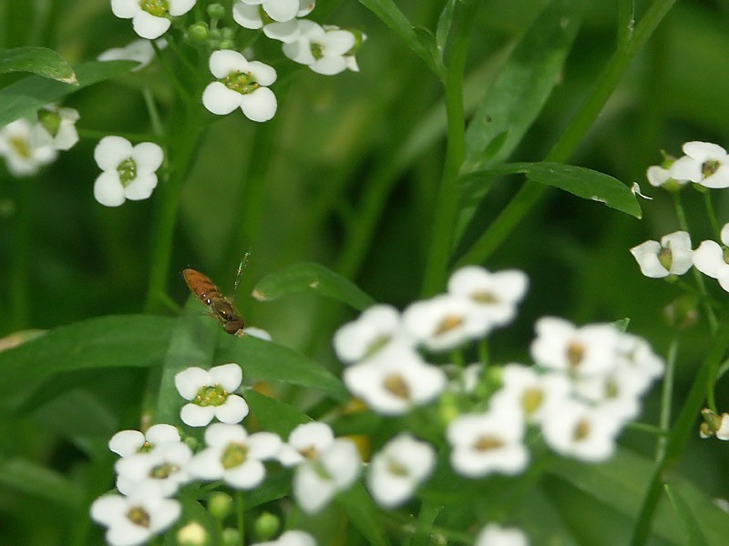 Bee-like fly