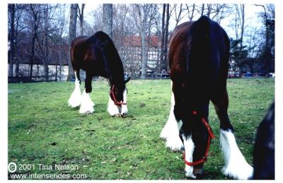 u35/intenserides/medium/23024961.clydesdales.jpg