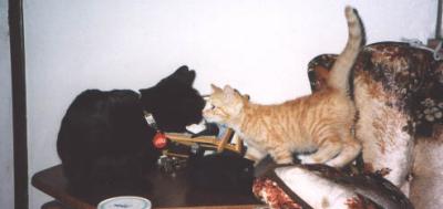 Janis & Raven, 2003