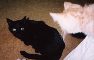 Janis & Raven, 2003