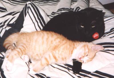 Raven & Janis, 2003