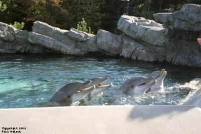 sfwoadolphins.jpg