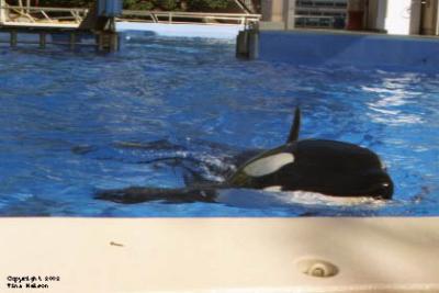 sfwoashoukrakillerwhale.jpg