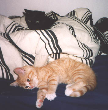 Raven and Janis, 2003
