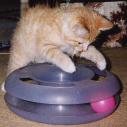 Raven, 2002