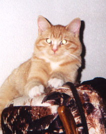 Raven, 2003