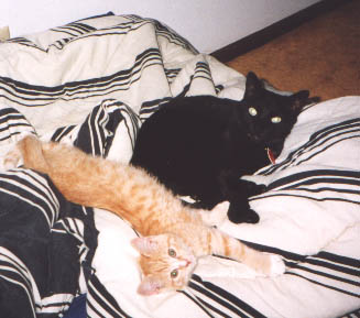 u35/intenserides/upload/23040839.sleepykitties2.jpg