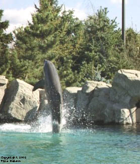 sfwoaplayingdolphin.jpg